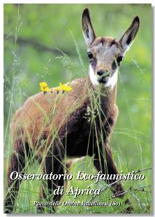 Il camoscino mascotte dell'osservatorio
