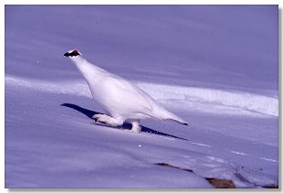 Pernice Bianca (Foto V.Martegani - http://www.martegani.it/).