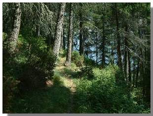 Il bellissimo bosco di larici che precede D&agrave;lico. Foto di M. Dei Cas