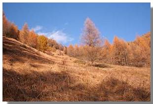 La val Rogna si infiamma dei colori dell'autunno. Foto di M. Dei Cas