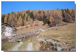 Verdomana. Foto di M. Dei Cas