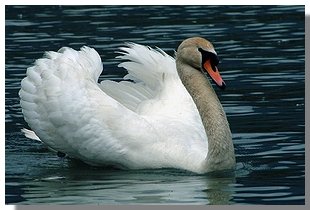 Cigno in amore nella riserva naturale di Pian di Spagna. Foto di R. Sysa Moiola - Archivio www.sysaworld.com