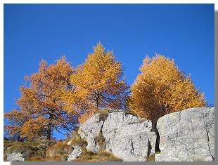 Larici vestiti dei colori autunnali, presso il sentiero che dalla bocchetta del Valdone porta all'alpe Canale. Foto M. Dei Cas
