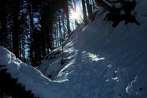 I boschi d'inverno, regno degli orchi burloni. Foto di M.  Dei Cas