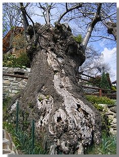 Un curioso albero a S. Antonio. Foto di M. Dei Cas