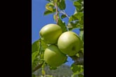 Le Mele Golden della Valtellina (foto R. Moiola)