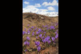 Fioritura di crocus agli Andossi (foto R.Moiola)