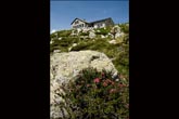 Rododendri nei pressi del rifugio Albigna (foto L. Vezzoni) Rododendri nei pressi del rifugio Albigna (foto L. Vezzoni)