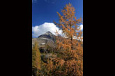Larice autunnale e Pizzo Scalino visti dal rifugio c(foto R.Moiola)