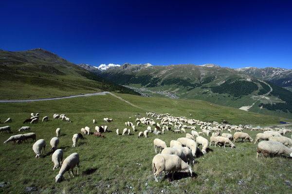 Pecorelle al pascolo nella valle dello Spol (foto R. Moiola) Pecorelle al pascolo nella valle dello Spol (foto R. Moiola)